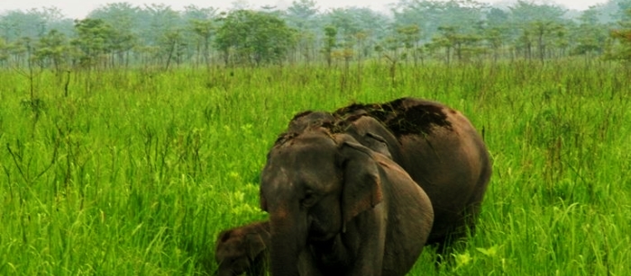 More than 800 elephants reside in Manas National Park.