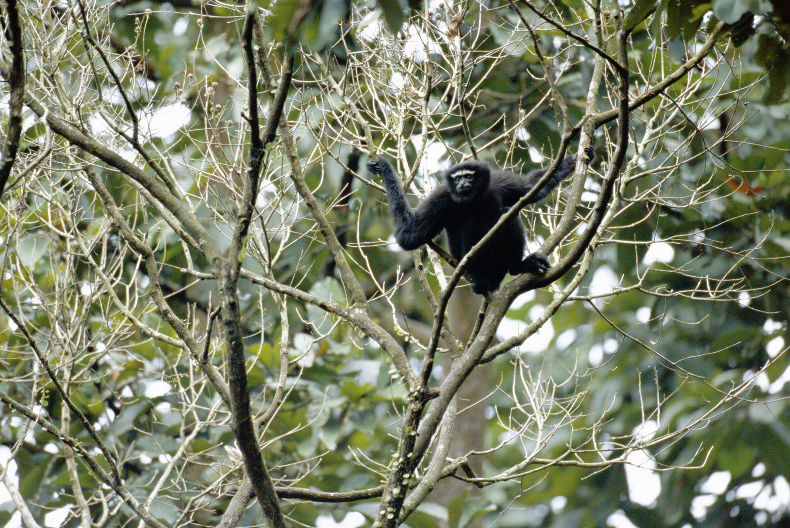 Gibbon 2