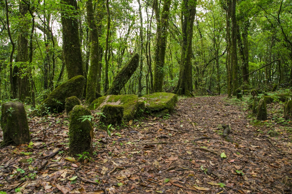 Mawphlang Sacred Grove near Shillong in Meghalaya